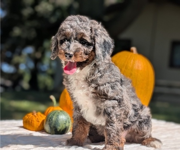 Medium Photo #41 Miniature Bernedoodle Puppy For Sale in GOSHEN, IN, USA
