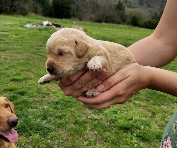 Medium Photo #2 Labradoodle Puppy For Sale in AUBURNTOWN, TN, USA