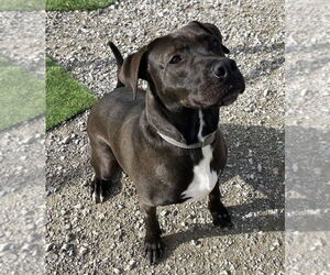 Labrador Retriever-Unknown Mix Dogs for adoption in Evansville, IN, USA