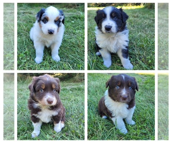 Medium Photo #1 Australian Shepherd Puppy For Sale in WHITE CLOUD, MI, USA