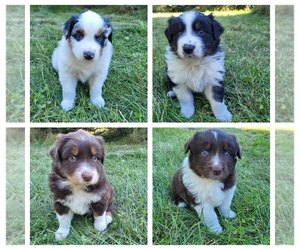 Australian Shepherd Puppy for sale in WHITE CLOUD, MI, USA