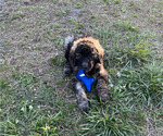Small Photo #7 Aussiedoodle Puppy For Sale in JACKSONVILLE, NC, USA