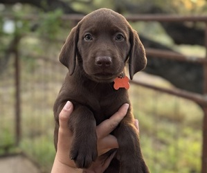 Labrador Retriever Puppy for sale in AUSTIN, TX, USA