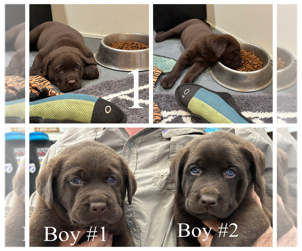 Medium Photo #1 Labrador Retriever Puppy For Sale in DAYTON, TX, USA