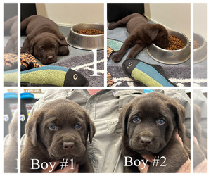 Labrador Retriever Puppy for Sale in DAYTON, Texas USA