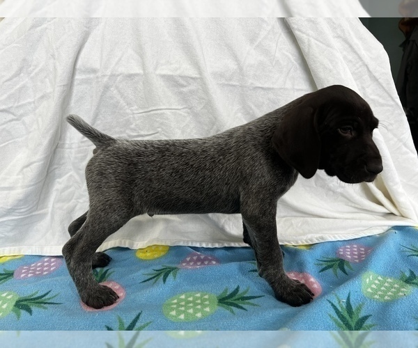 Medium Photo #2 German Shorthaired Pointer Puppy For Sale in SANBORN, NY, USA