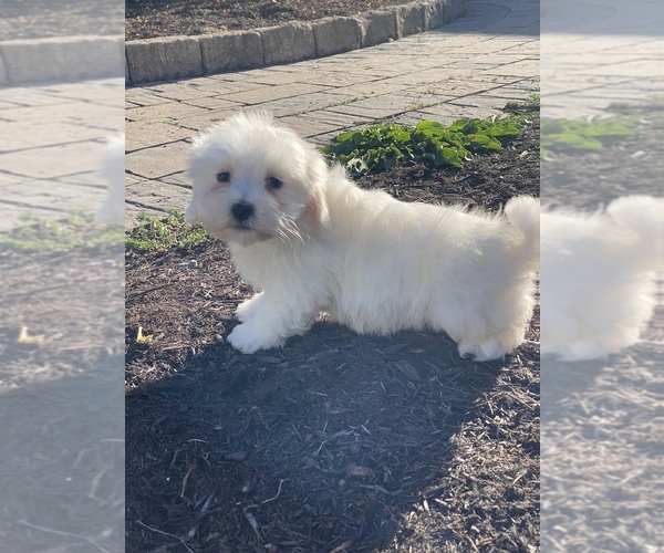 Medium Photo #2 Coton de Tulear Puppy For Sale in CANOGA, NY, USA