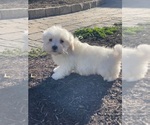 Small #1 Coton de Tulear