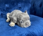 Small #36 French Bulldog