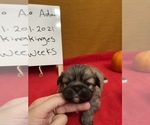 Small Photo #4 Pekingese Puppy For Sale in PLANO, TX, USA