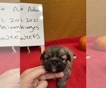 Small #3 Pekingese