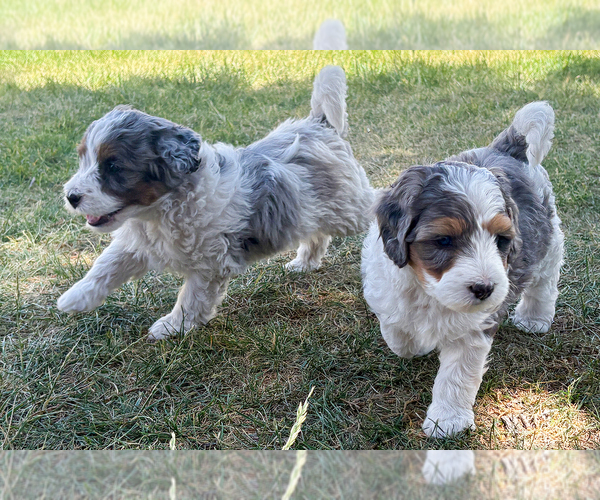 Medium Photo #2 Bernedoodle (Miniature) Puppy For Sale in ROY, UT, USA