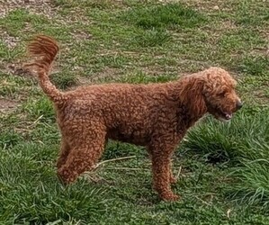 Father of the Goldendoodle (Miniature) puppies born on 03/13/2026
