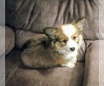 Puppy King Arthur Pembroke Welsh Corgi