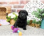 Small Photo #11 Labrador Retriever Puppy For Sale in SYRACUSE, IN, USA