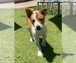 Small #4 Australian Shepherd Mix