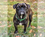 Small Photo #2 Frenchie Pug Puppy For Sale in Westminster, MA, USA