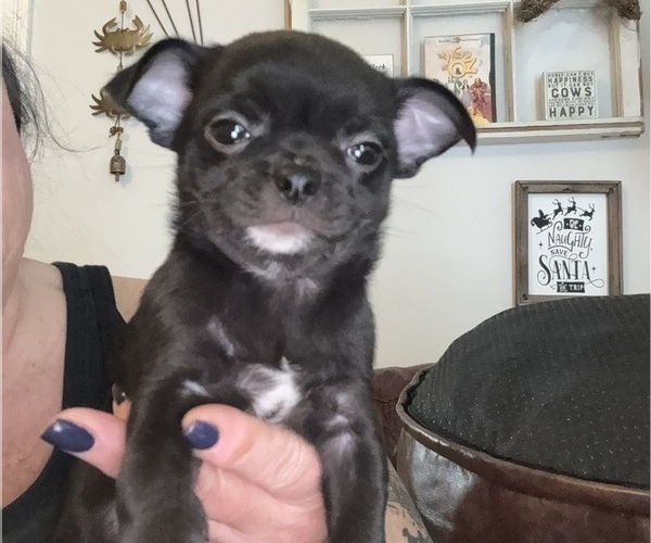 Medium Photo #4 Chihuahua Puppy For Sale in WHALEYVILLE, MD, USA