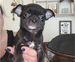 Small Photo #4 Chihuahua Puppy For Sale in WHALEYVILLE, MD, USA