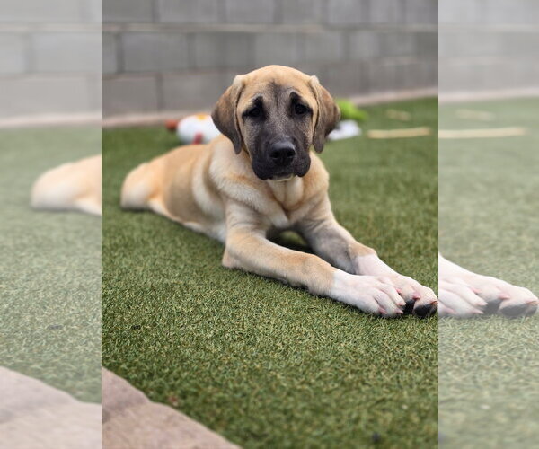 Medium Photo #1 Mastiff-Unknown Mix Puppy For Sale in Goodyear, AZ, USA