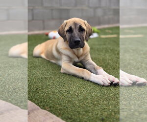 Mastiff-Unknown Mix Dogs for adoption in Goodyear, AZ, USA