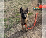 Small #4 Mutt
