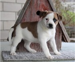 Small Photo #6 Puggle Puppy For Sale in FREDERICKSBURG, OH, USA
