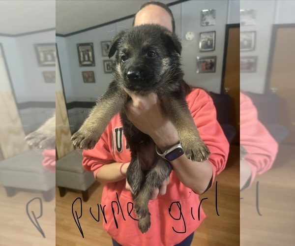 Medium Photo #15 German Shepherd Dog Puppy For Sale in RUSTBURG, VA, USA