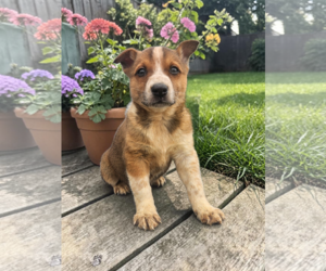 - Mix Dogs for adoption in McKinney, TX, USA