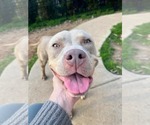 Small #4 American Staffordshire Terrier Mix