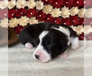 Medium Cardigan Welsh Corgi
