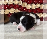 Puppy independence Cardigan Welsh Corgi
