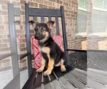Small Photo #4 German Shepherd Dog Puppy For Sale in INDIANAPOLIS, IN, USA
