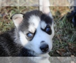 Small Photo #9 Siberian Husky Puppy For Sale in PROVIDENCE FORGE, VA, USA