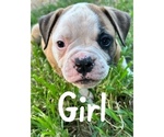 Small Photo #3 American Bulldog Puppy For Sale in BROOKLET, GA, USA