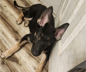 German Shepherd Dog Puppy for sale in MECHANICSVILLE, VA, USA