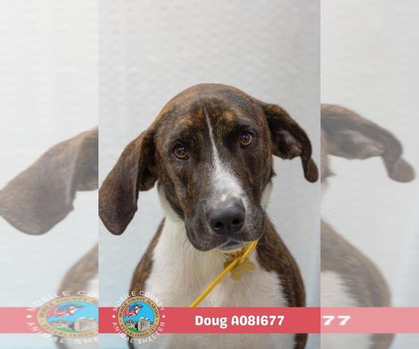 Medium Photo #2 Mutt Puppy For Sale in Mobile, AL, USA