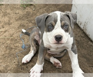 American Bully Puppy for sale in SAINT CHARLES, MI, USA