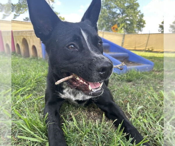 Medium Photo #4 Shepradors Puppy For Sale in HOUSTON, TX, USA