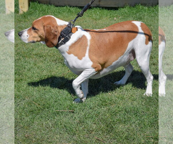 Medium Photo #5 Labbe Puppy For Sale in Huntley, IL, USA