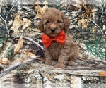 Archie - Male Cavapoo (Miniature) Puppy for Sale - Photo #3