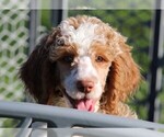 Small Photo #4 Poodle (Standard) Puppy For Sale in LINDEN, TN, USA
