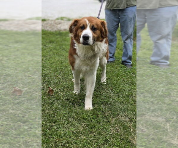 Medium Photo #7 Australian Shepherd-Saint Bernard Mix Puppy For Sale in Osgood, IN, USA