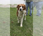 Small #6 Australian Shepherd-Saint Bernard Mix
