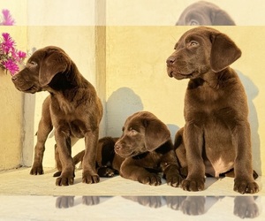 Labrador Retriever Puppy for sale in MORENO VALLEY, CA, USA