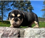 Small #4 English Bulldog