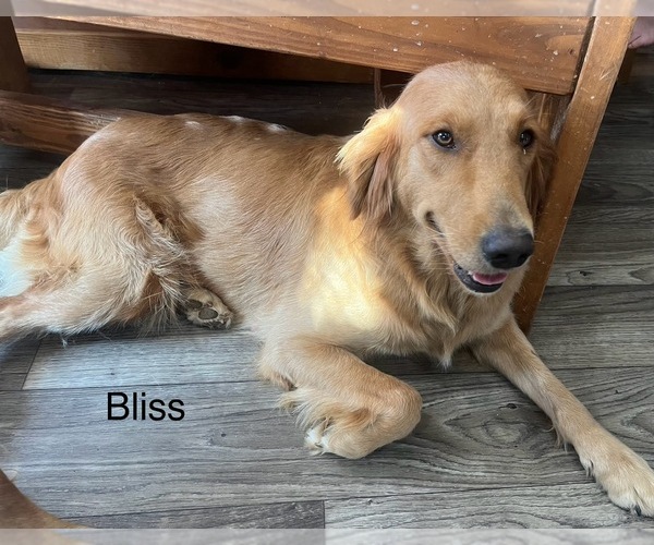 Medium Photo #1 Golden Retriever Puppy For Sale in LOUDON, TN, USA
