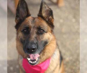 German Shepherd Dog Dogs for adoption in San Antonio, TX, USA