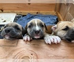 Small #8 American Staffordshire Terrier