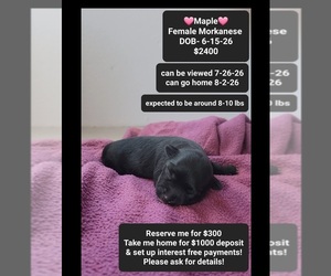 Havanese-Morkie Mix Puppy for sale in TUCSON, AZ, USA